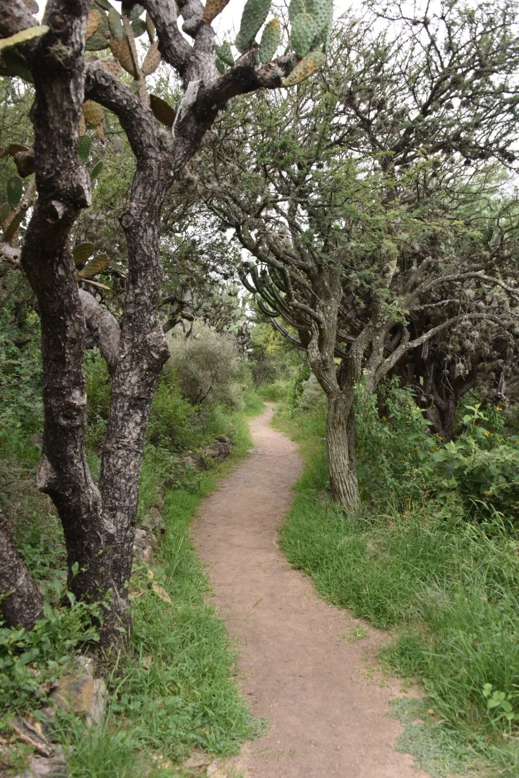 One of the garden's trails, between old nopal cacti.