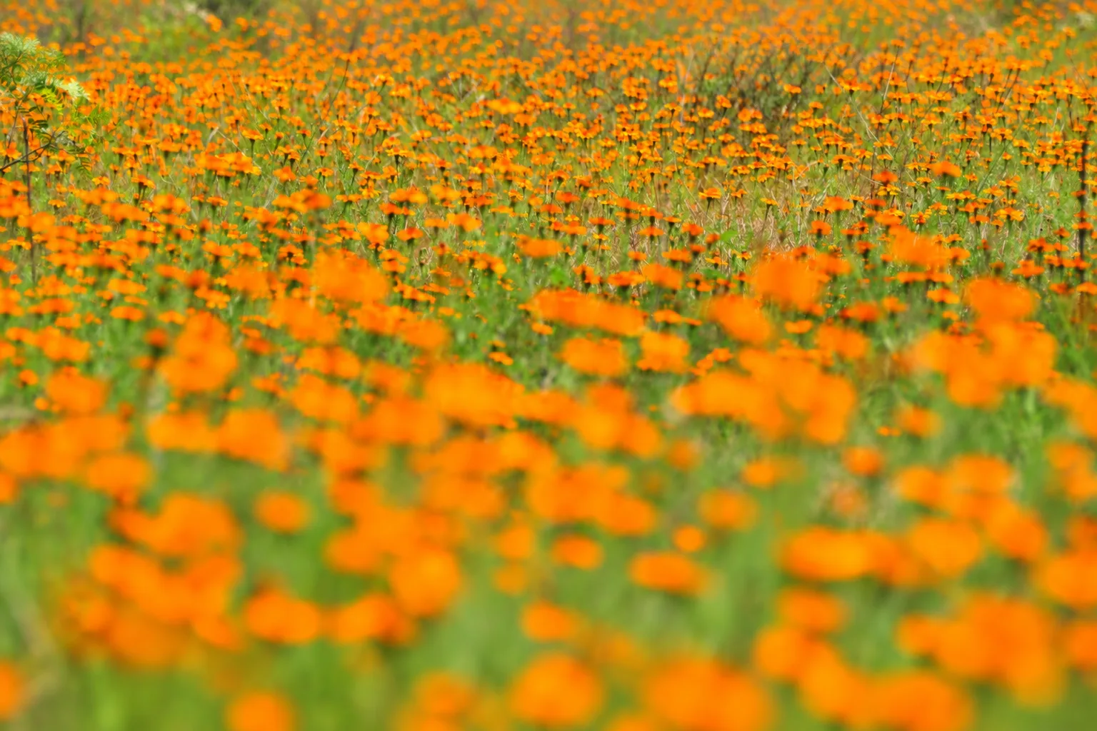 October's wildflowers.