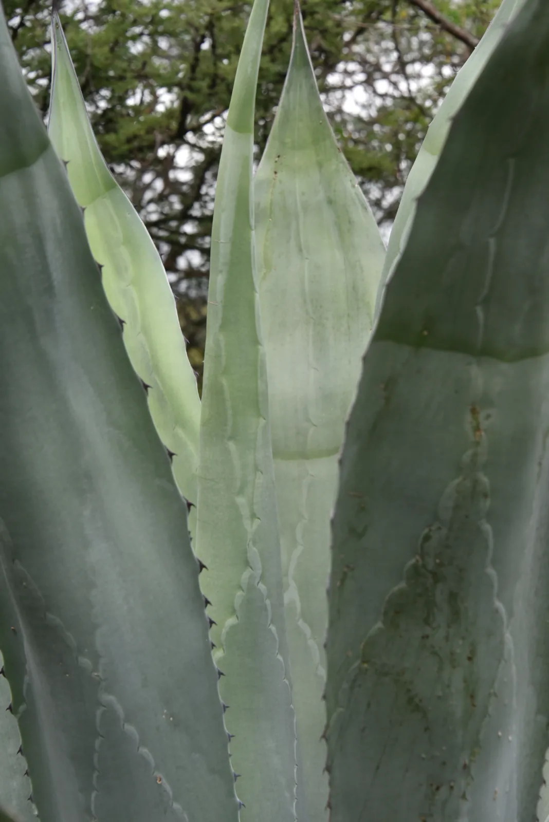 Agave, up close.